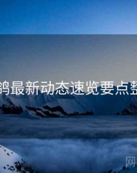 电鸽最新动态速览要点整理